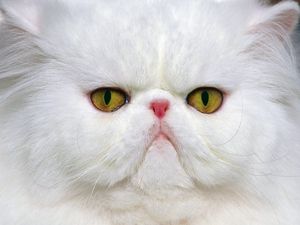 Preview wallpaper cat, muzzle, white, persian