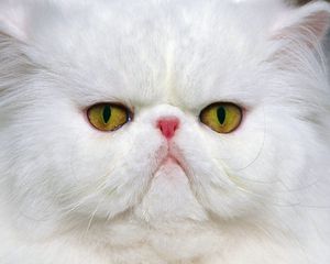 Preview wallpaper cat, muzzle, white, persian