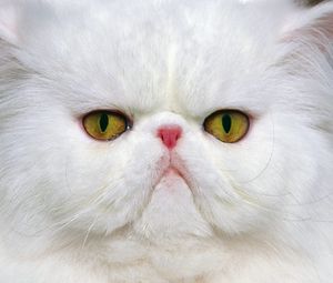 Preview wallpaper cat, muzzle, white, persian