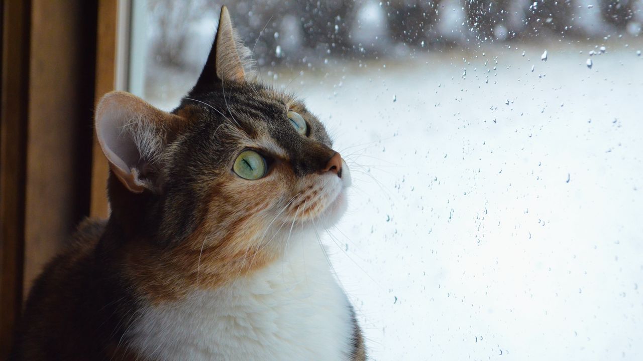 Wallpaper cat, muzzle, window