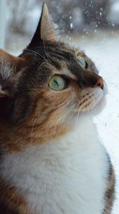 Preview wallpaper cat, muzzle, window