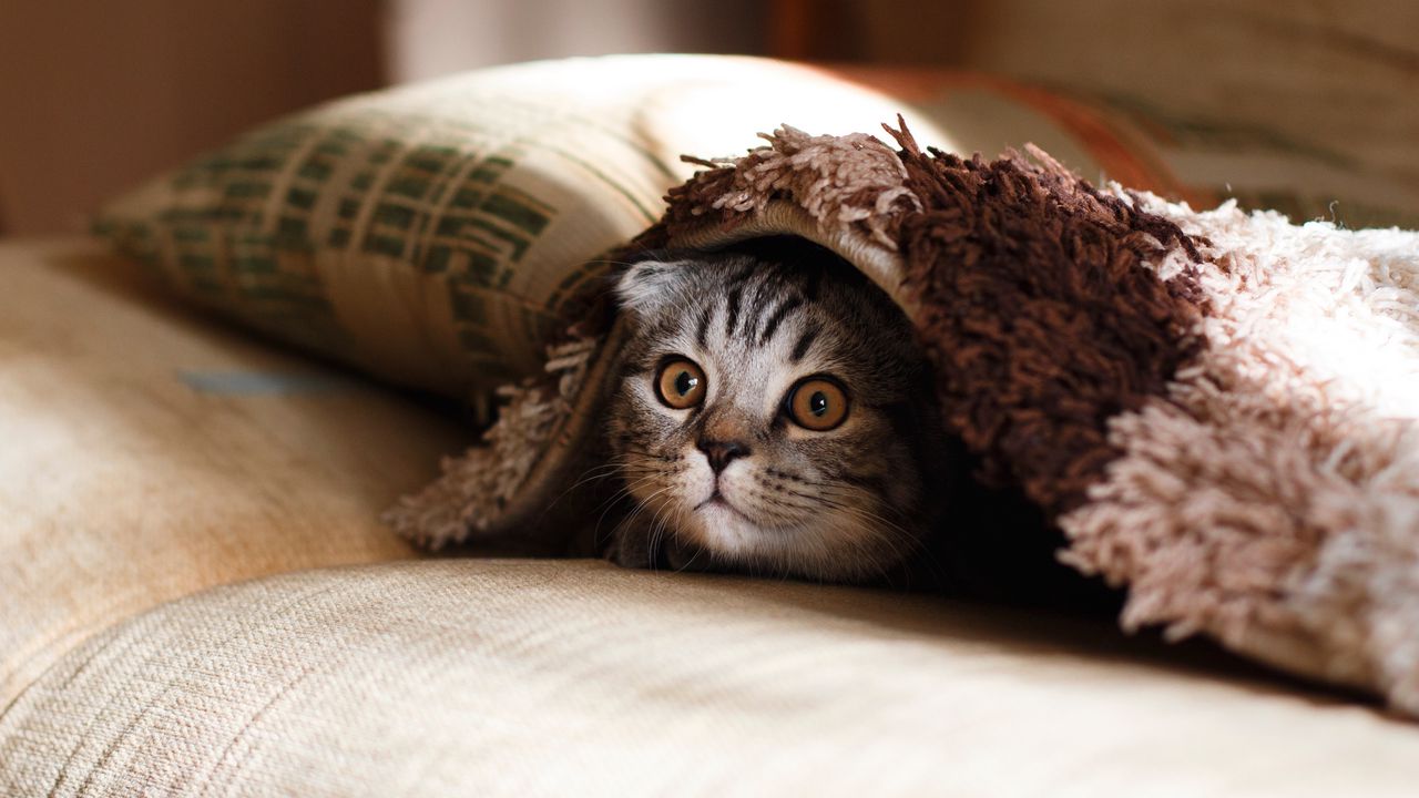 Wallpaper cat, muzzle, wonder, peek