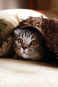 Preview wallpaper cat, muzzle, wonder, peek
