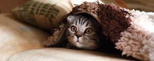 Preview wallpaper cat, muzzle, wonder, peek