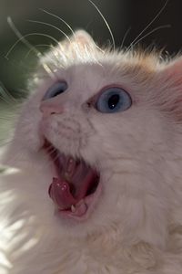 Preview wallpaper cat, muzzle, wonderment, tongue, fluffy