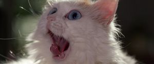 Preview wallpaper cat, muzzle, wonderment, tongue, fluffy