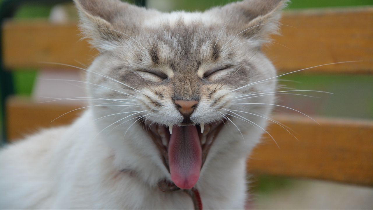 Wallpaper cat, muzzle, yawn