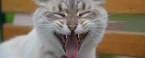 Preview wallpaper cat, muzzle, yawn