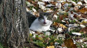 Preview wallpaper cat, nature, autumn