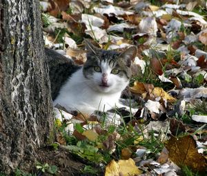 Preview wallpaper cat, nature, autumn