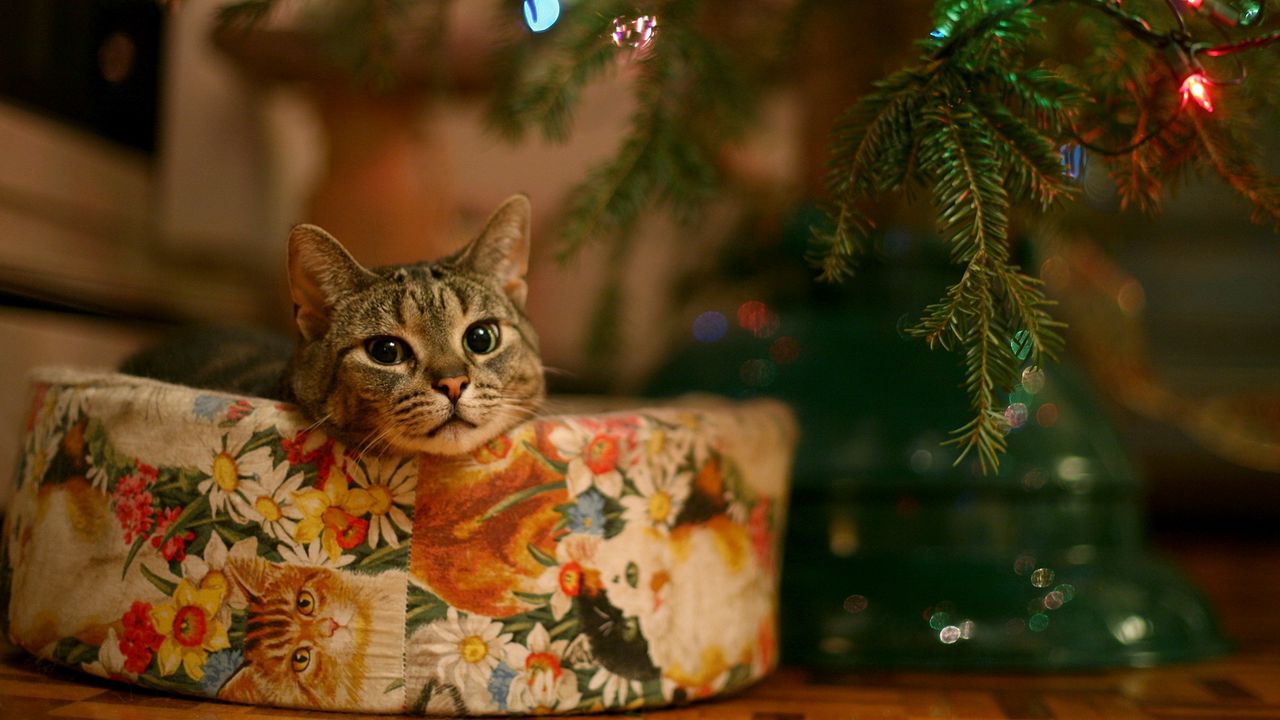 Wallpaper cat, new year, christmas tree, garland