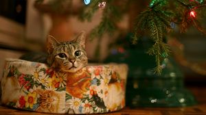 Preview wallpaper cat, new year, christmas tree, garland