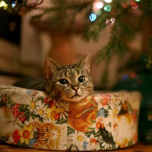 Preview wallpaper cat, new year, christmas tree, garland