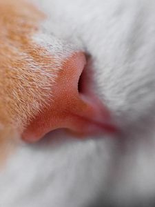 Preview wallpaper cat, nose, macro, close-up