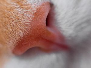 Preview wallpaper cat, nose, macro, close-up