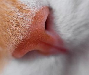 Preview wallpaper cat, nose, macro, close-up
