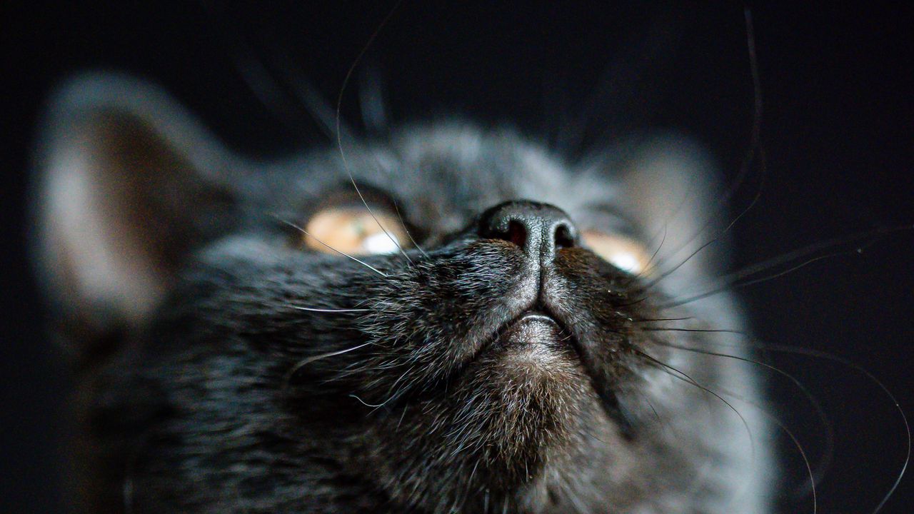 Wallpaper cat, nose, pet, fluffy, black