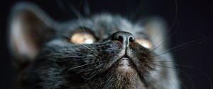 Preview wallpaper cat, nose, pet, fluffy, black