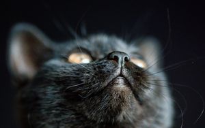 Preview wallpaper cat, nose, pet, fluffy, black