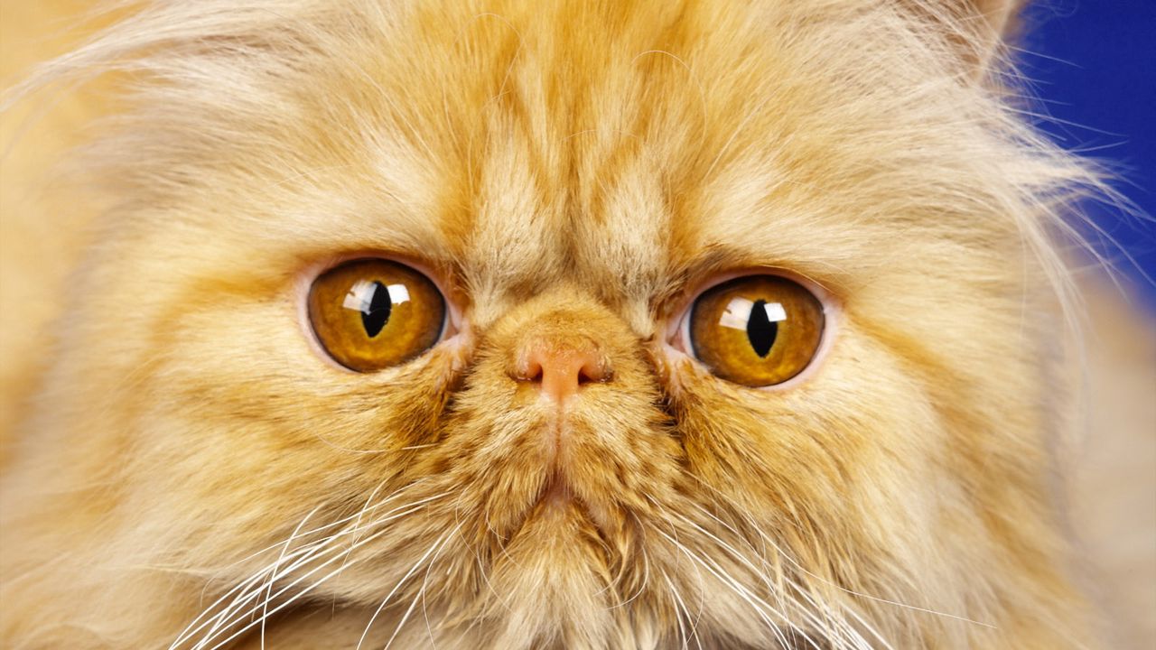 Wallpaper cat, nose, whiskers, fluffy, muzzle