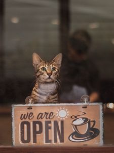 Preview wallpaper cat, open, inscription, coffee