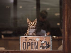 Preview wallpaper cat, open, inscription, coffee