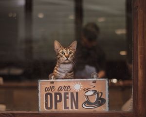 Preview wallpaper cat, open, inscription, coffee