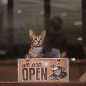 Preview wallpaper cat, open, inscription, coffee