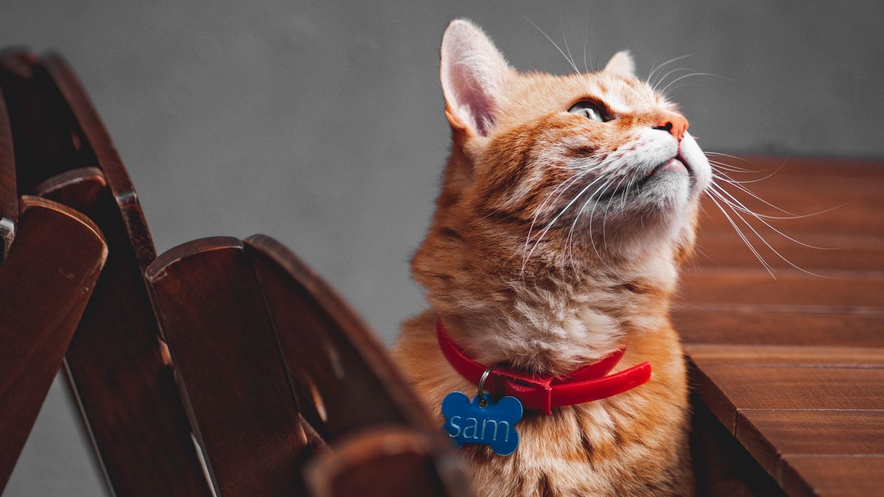 Wallpaper cat, orange, glance, pet, collar