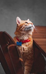 Preview wallpaper cat, orange, glance, pet, collar