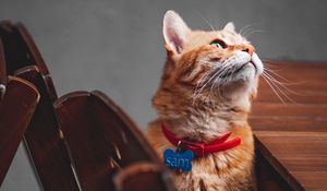 Preview wallpaper cat, orange, glance, pet, collar