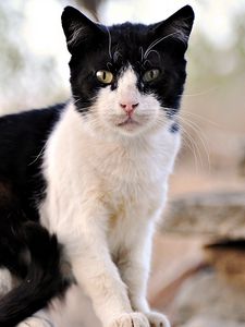 Preview wallpaper cat, outdoor, sit, mustache, face