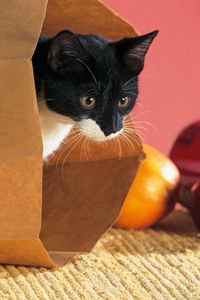 Preview wallpaper cat, package, food, climbing, curiosity