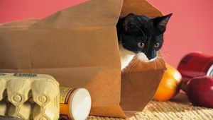 Preview wallpaper cat, package, food, climbing, curiosity