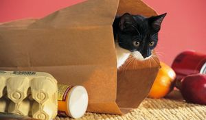 Preview wallpaper cat, package, food, climbing, curiosity