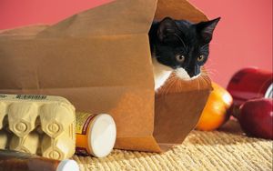 Preview wallpaper cat, package, food, climbing, curiosity