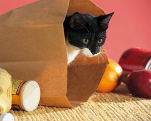 Preview wallpaper cat, package, food, climbing, curiosity