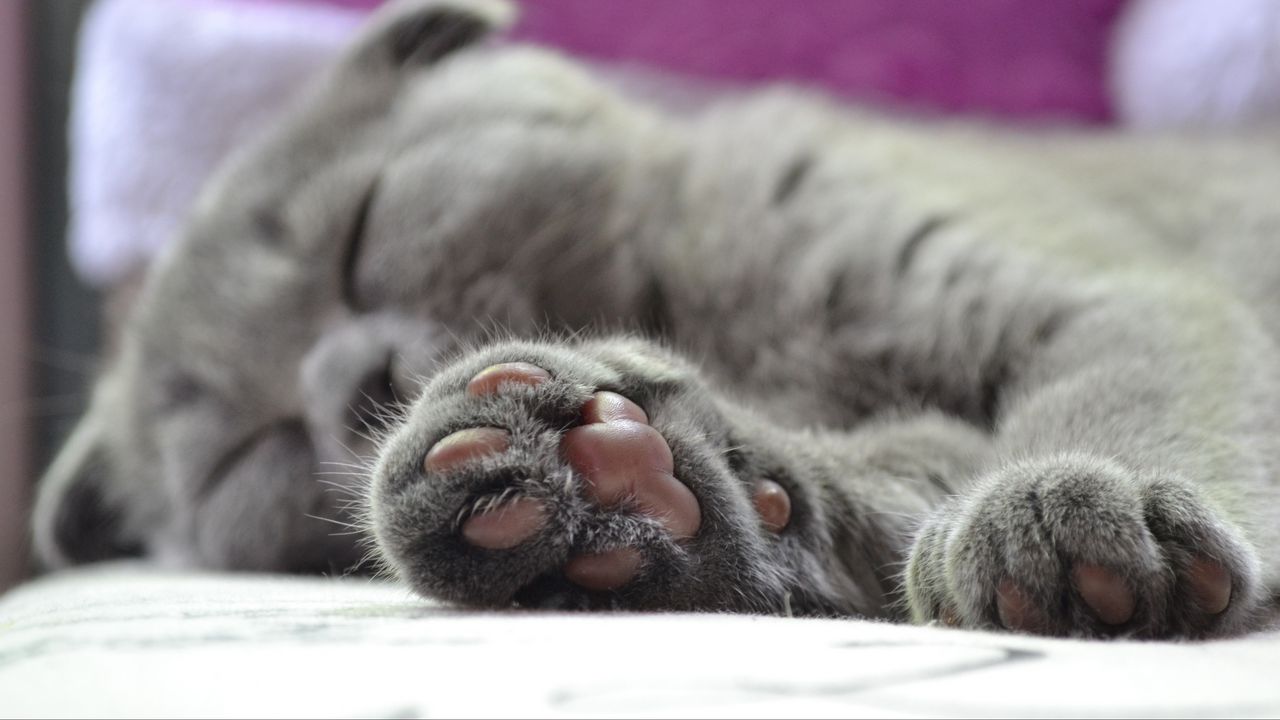 Wallpaper cat, paw, british