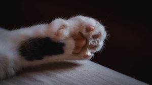 Preview wallpaper cat, paw, claws, wool