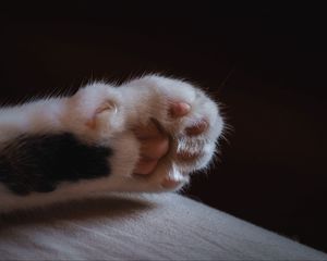 Preview wallpaper cat, paw, claws, wool