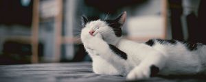 Preview wallpaper cat, paw, emotions, funny, lies