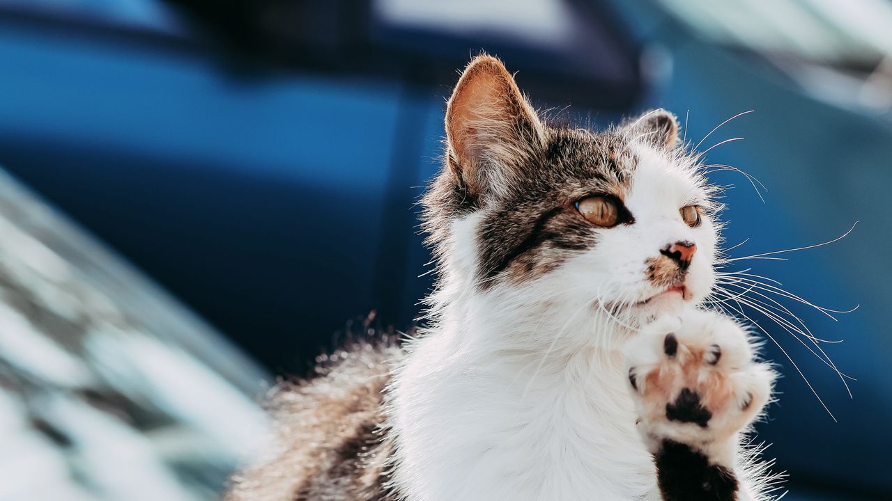 Wallpaper cat, paw, funny, pet