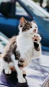 Preview wallpaper cat, paw, funny, pet
