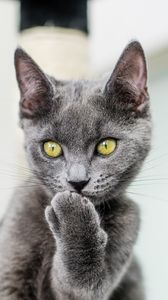 Preview wallpaper cat, paw, gray, glance, pet, funny