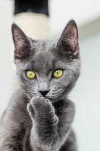 Preview wallpaper cat, paw, gray, glance, pet, funny