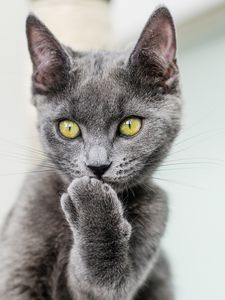 Preview wallpaper cat, paw, gray, glance, pet, funny