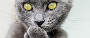 Preview wallpaper cat, paw, gray, glance, pet, funny