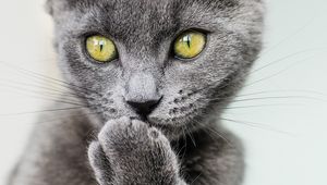 Preview wallpaper cat, paw, gray, glance, pet, funny