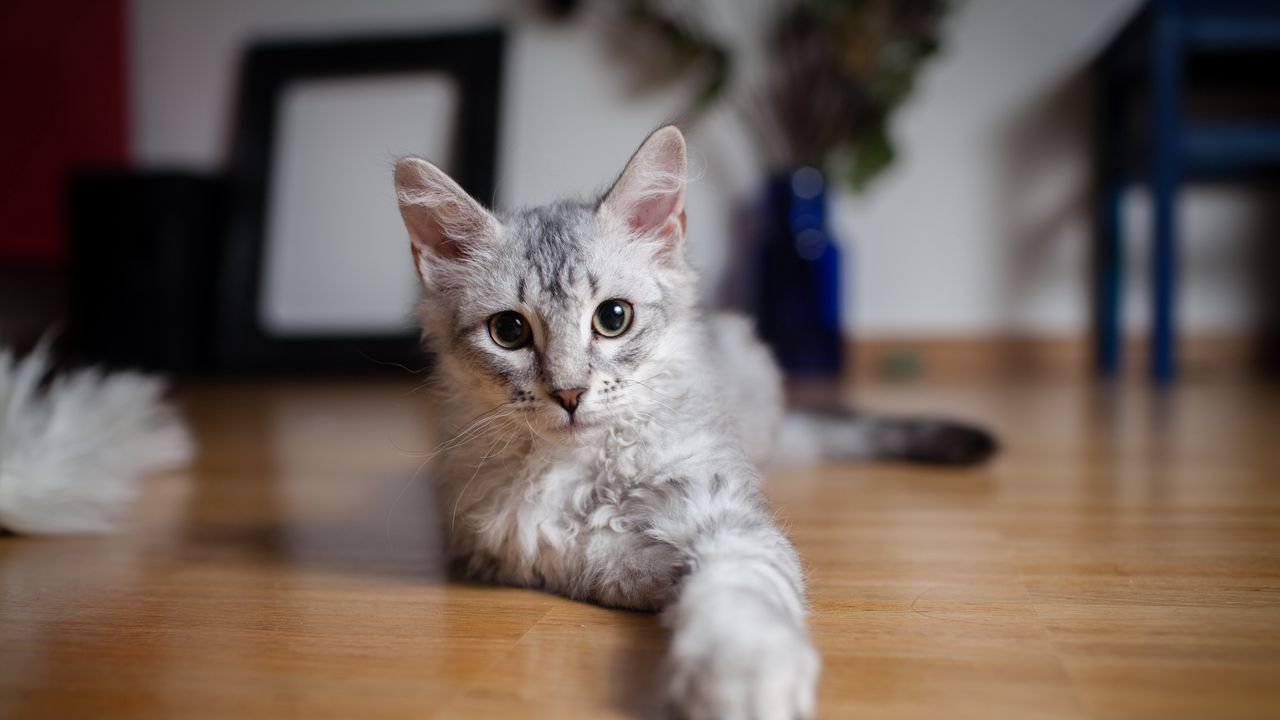 Wallpaper cat, paw, lie down