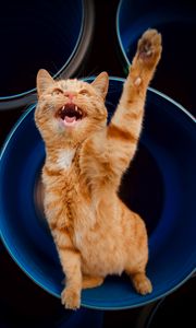 Preview wallpaper cat, paw, pet, red, funny